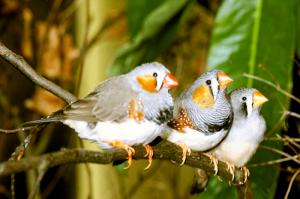 two males and one female zebra finch