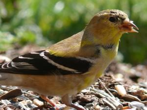 male goldfinch beginning to show winter coloration