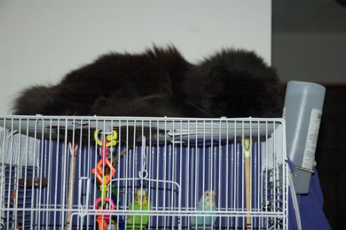 black cat sitting on top of parakeet cage