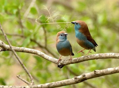 Blue Waxbills Mating Courtship