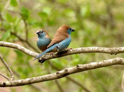 Blue Waxbills Mating Courtship 2