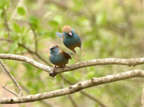 Blue Waxbills Mating Courtship 3