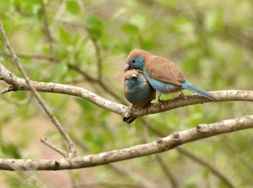 Blue Waxbills Mating Courtship 4