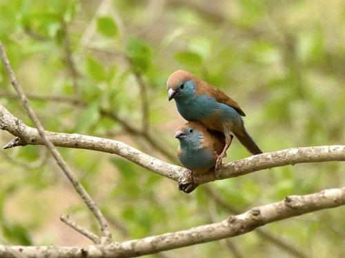 Blue Waxbills Mating Courtship 5