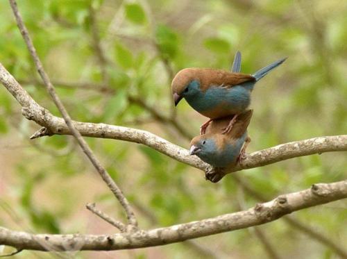 Blue Waxbills Mating Courtship 6