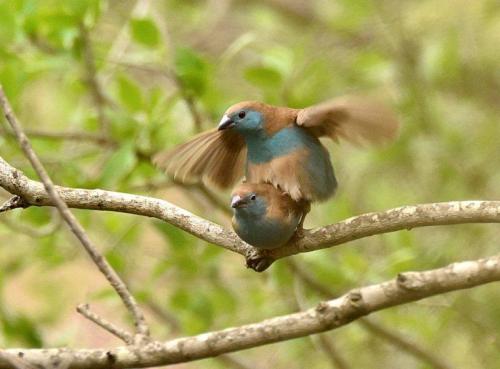 Blue Waxbills Mating Courtship 7