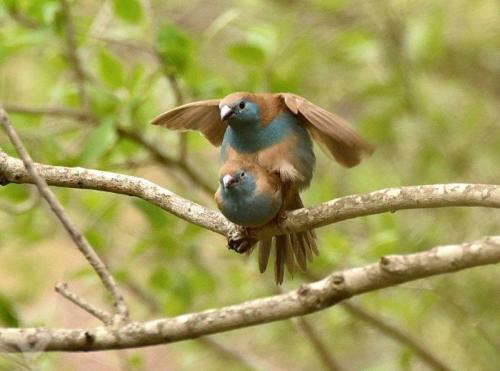 Blue Waxbills Mating Courtship 8