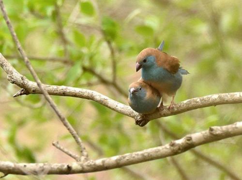 Blue Waxbills Mating Courtship 9