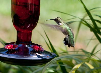 hummingbird at near nectar feeder